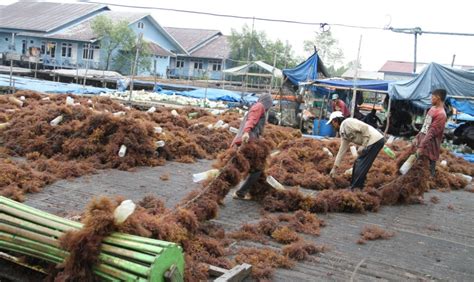 Ketua Dpd Ri Rumput Laut Samarinda Sudah Tembus Pasar Korea