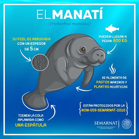 SEMARNAT México on Twitter Desde el inicio de la temporada de