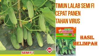 Jual Timun Semi F Bintang Asia Butir Gr Bibit Mentimun F Di