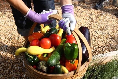 Veggin Out Is So In Tips For Starting Your Own Veggie Garden