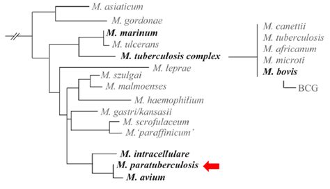 1 Phylogenetic Tree Of Mycobacteria Biet Et Al 2004 Download Scientific Diagram