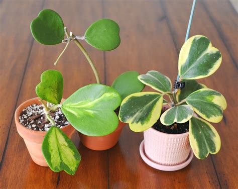 The Top 5 Hoya Care Mistakes How To Correct Them — Stamen And Stem