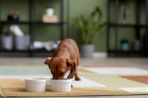 Alimentos para cachorros veja 5 opções e seus benefícios