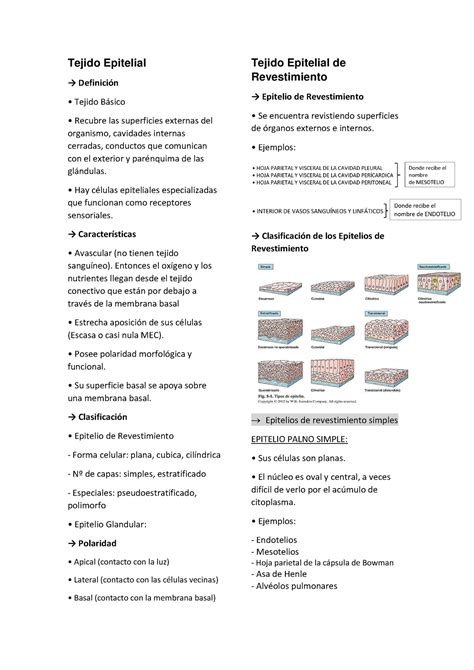 Tejido Epitelial De Revestimiento Y Glandular Tejido Epitelial → Definición Tejido Básico