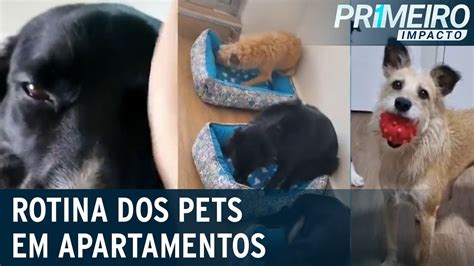 Mora Em Apartamento Saiba Como Entreter O Seu Pet Primeiro Impacto