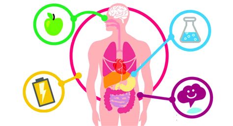 Metabolismo Defini O Tipos Processos E Caracter Sticas