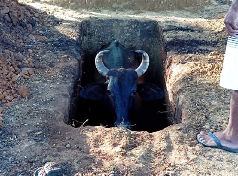 Vaca é resgatada após cair em cova aberta de cemitério na zona rural de