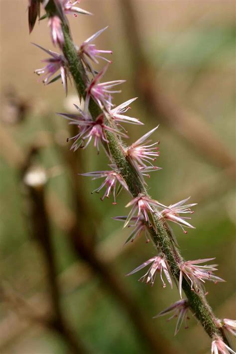 Flora Of Zimbabwe Species Information Individual Images Achyranthes