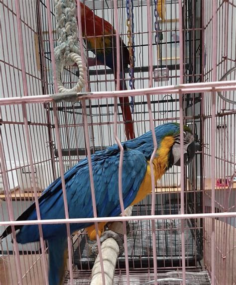 Blue and Gold Macaw - Top Blue and Gold Macaw Breeders