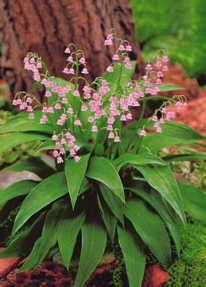 Pourquoi Offre T On Du Muguet Au 1er Mai Lily Of The Valley Flowers