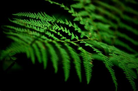 Free Images Nature Branch Leaf Flower Green Jungle Flora Fern