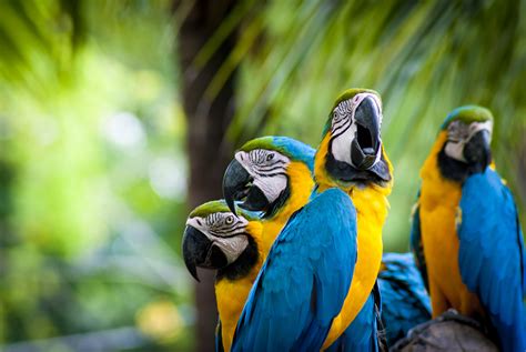 macaw, Parrot, Bird, Tropical, 68 Wallpapers HD / Desktop and Mobile Backgrounds