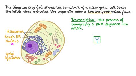 Question Video Identifying The Organelle Where Transcription Takes Place In A Diagram Of A