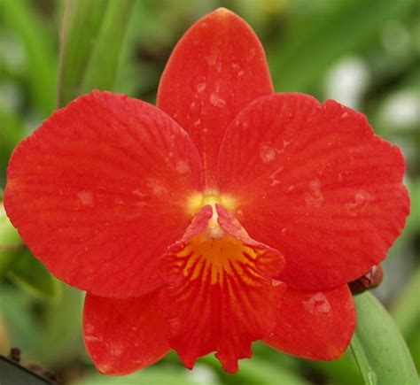 Sunset Valley Orchids Superior Hybrids For Orchid Enthusiasts