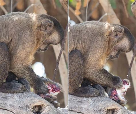 Biodiversidade Brasileira On Twitter Registro Incr Vel Mostra Um