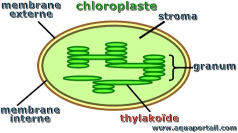 Chloroplaste: définition, structure, rôle