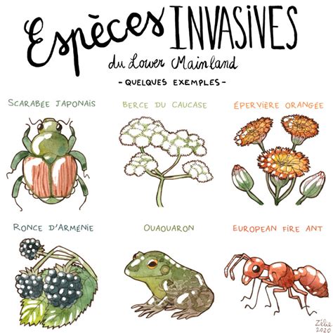 Invasive species Zélie s portfolio