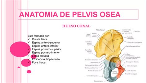 Anatomia Genitales Femeninos Ppt