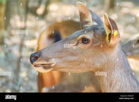 Cute Cervus Eldi Or Siamese Eld S Deer Panolia Eldii Also Known As