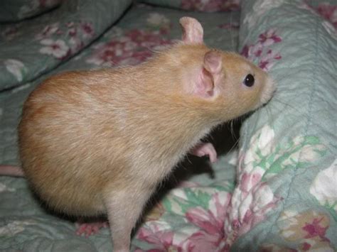 Fancy Rat Varieties: Fur Color, Eye Color, Coat Type, and Markings ...