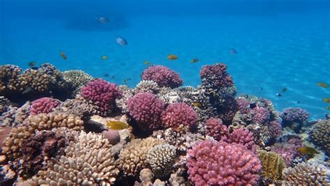 Corais no Golfo do México e Caraíbas estão sob ameaça Temperatura do