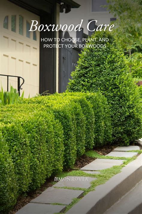 Boxwood Winter Care How To Avoid Boxwood Winter Burn Boxwood