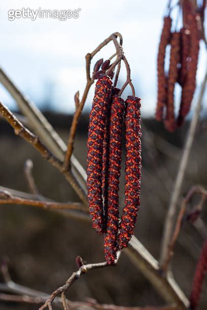 Small Branch Of Black Alder Alnus Glutinosa With Male Catkins And