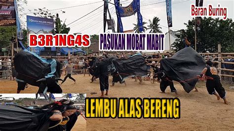 LEMBU ALAS BERENG LOMPAT PAGAR PEMBATAS BIKIN PENONTON LARI TUNGGANG