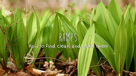 Wild Ramps How To Find Clean And Pickle Them Youtube