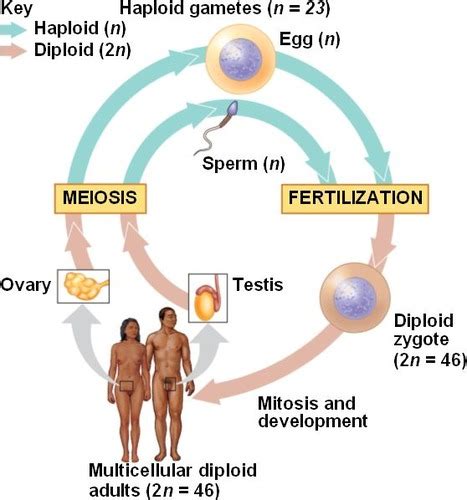 6g Meiosis And Sexual Reproduction Flashcards Quizlet