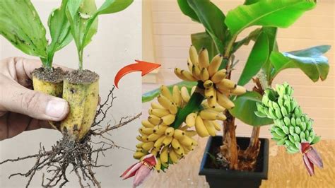 Marvelous Skills Propagate Banana Tree From Banana Fruit Youtube