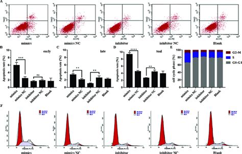 Effects Of Mir 410 3p On The Apoptosis And Cell Cycle Of Ra Flss A D Download Scientific