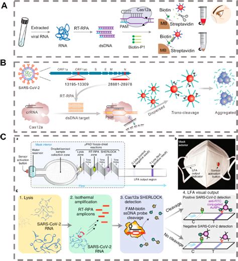 Crispr And Rpa For The Colorimetric Detection Of Nucleic Acid A