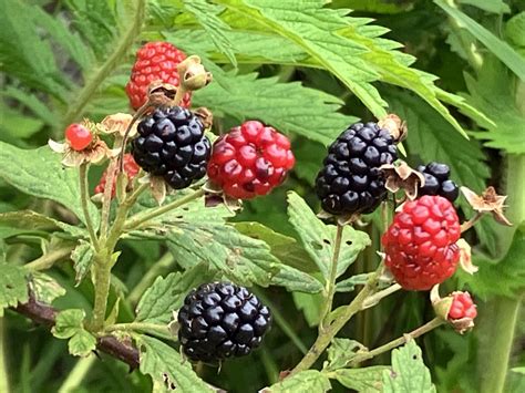 Its Blackberry Season In The South Macon Sense