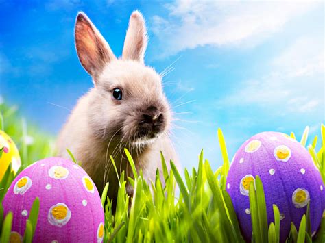 Happy Easter - Happy Easter All My Fans Wallpaper (30389589) - Fanpop