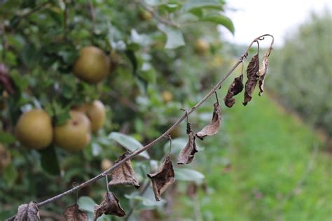 Symptoms Of Common Apple Diseases Database Of Apple Diseases