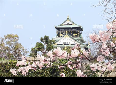 Branch Of The Blossoming Sakura With Pink Flowers And Osaka Castle