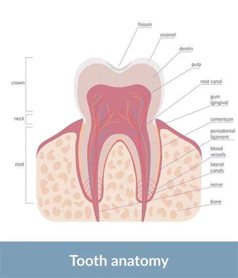 Root Canal Vector Art Stock Images Depositphotos