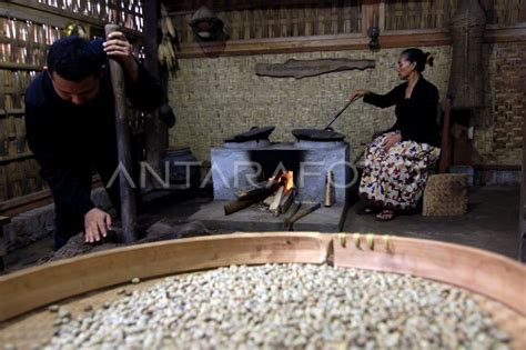 PRODUKSI KOPI SECARA TRADISIONAL ANTARA Foto