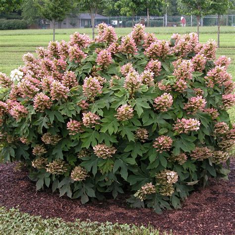 Munchkin Oakleaf Hydrangea