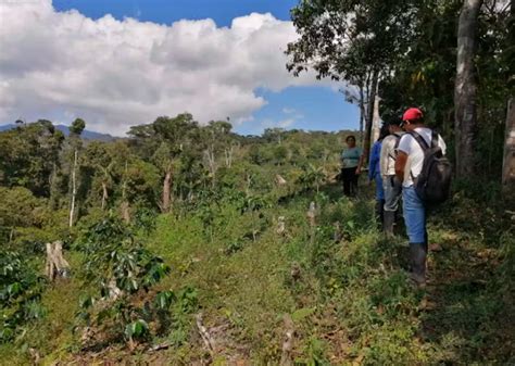 Perú productores de café y cacao preocupados por lenta implementación