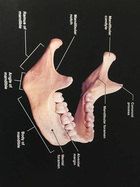 Mandible Diagram Quizlet