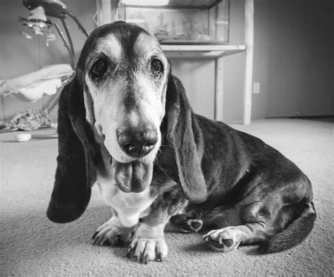 About Us Belly Rubs Basset Rescue