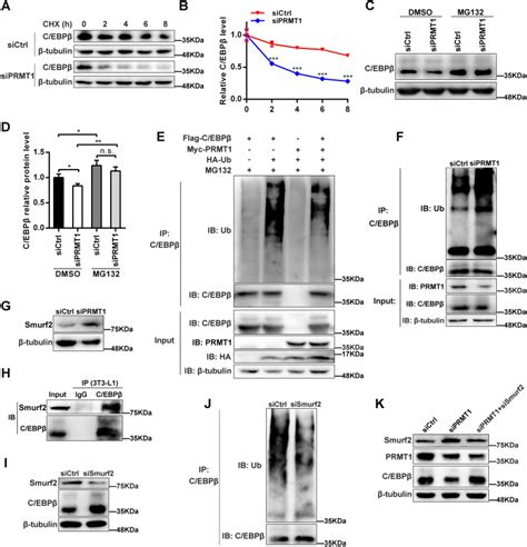 Protein Arginine Methyltransferase PRMT1 Promotes Adipogenesis By