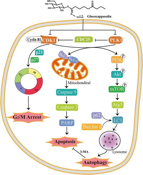 Frontiers Glucocappasalin Induces G M Phase Arrest Apoptosis And