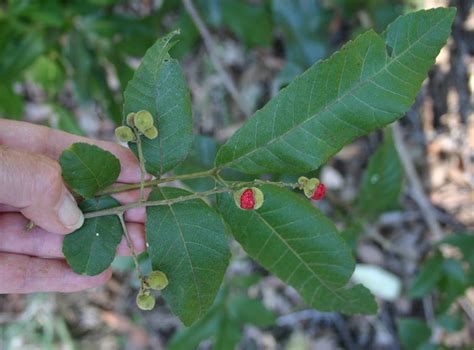 Toowoomba Plants Native Autumn Colour