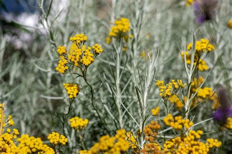 Currykraut Helichrysum Italicum