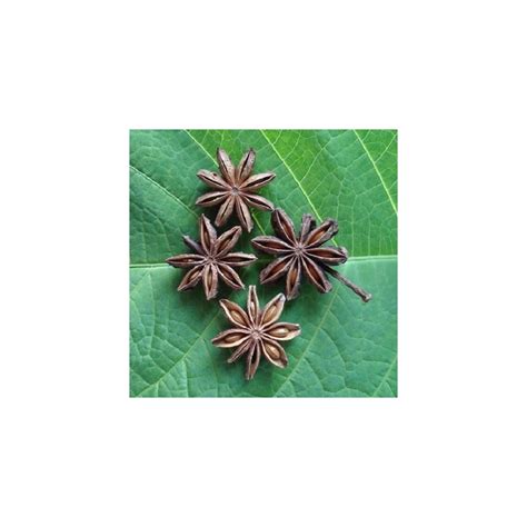 Star Anise Seeds For Sowing Illicium Verum For Sale