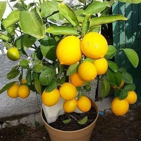 Jual Bibit Jeruk Lemon Sudah Berbuah Lebat Shopee Indonesia