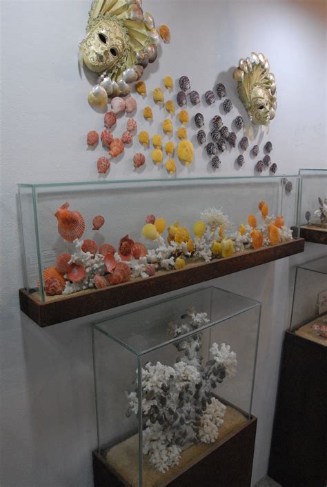 Seashell Displays From The Museum Seashell Display Sea Shells